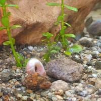 Lumache d'acquario Planorbarius e Physa-Pacchetti
