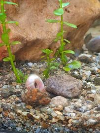 Lumache d'acquario Planorbarius e Physa-Pacchetti