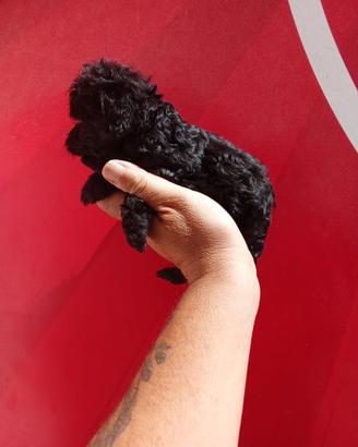 Barboncino toy maschio e femmina