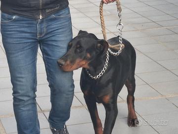 Cucciolo di dobermann