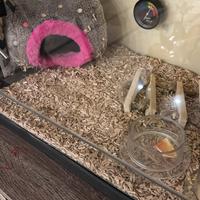 Teca per animali esotici