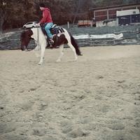 Cavallo