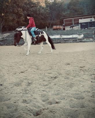 Cavallo