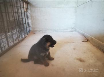 Cuccioli di pastore tedesco