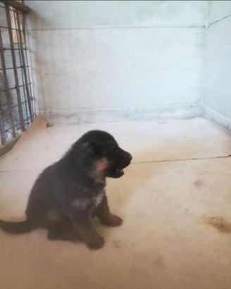 Cuccioli di pastore tedesco