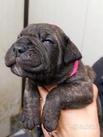 Cane Corso