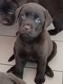 Labrador chocolate con Pedigree