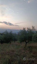 Villetta e uliveto ideale per agriturismo