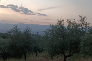 Villetta e uliveto ideale per agriturismo