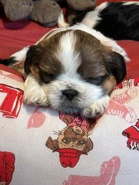 Cuccioli di ShihTzu