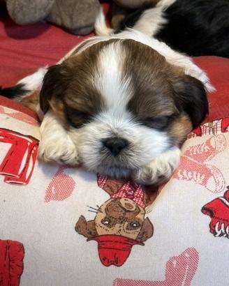Cuccioli di ShihTzu
