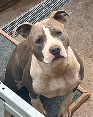 Amstaff blu femmina