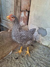 Gallo Amrock