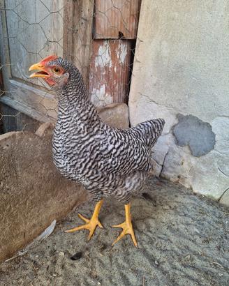 Gallo Amrock