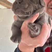 Cuccioli cane corso