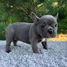 cuccioli-di-bulldog-francese-m-e-f