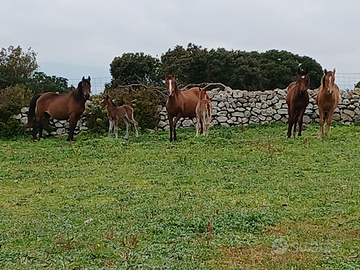 Cavalli con documenti