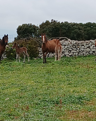 Cavalli con documenti