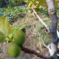 fico qualità dottato altezza 2 metri e80cm