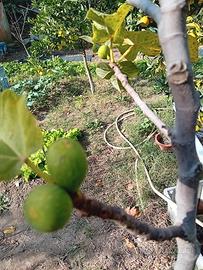 fico qualità dottato altezza 2 metri e80cm