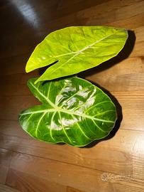 Alocasia Pink Dragon