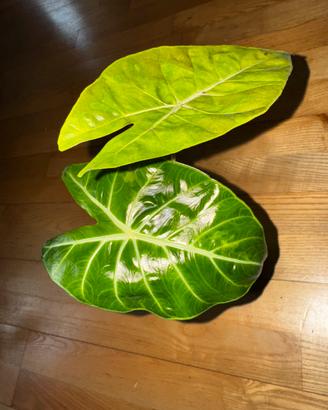 Alocasia Pink Dragon