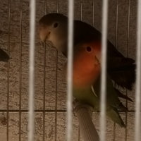 Pappagalli inseparabile