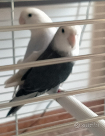 Inseparabili + Gabbia