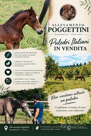 Puledri italiani
