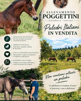 Puledri italiani