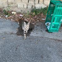 Principessa dolcissima gattina