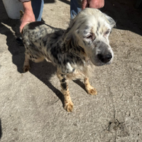 Cuccioli di Setter