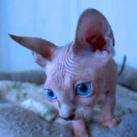 Cuccioli di sphynx trasporto in tutta Italia