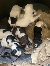 Cuccioli setter