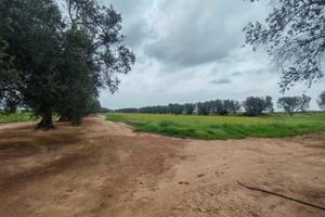 Terreno agricolo Restinco Brindisi accesso diretto