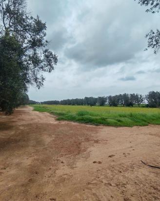 Terreno agricolo Restinco Brindisi accesso diretto