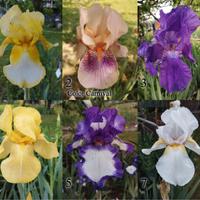 Lotto 5 rizomi iris germanica gaggiolo a scelta