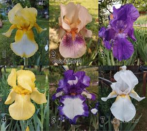 Lotto 5 rizomi iris germanica gaggiolo a scelta