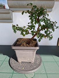 Splendido Bonsai di Olmo 