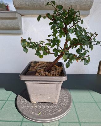 Splendido Bonsai di Olmo 