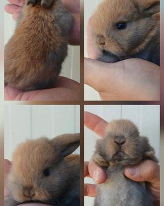 Conigli Minilop o Testa di Leone cuccioli