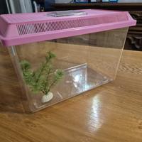 Acquario per pesci o tartarughe 