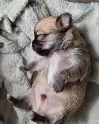 Cuccioli chihuahua pelo lungo con pedigree Enci