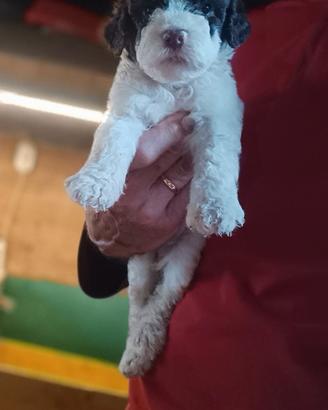Lagotto Romagnolo cuccioli