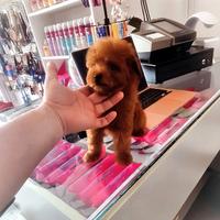 Cuccioli di barboncino e maltipoo