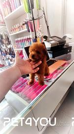 Cuccioli di barboncino e maltipoo