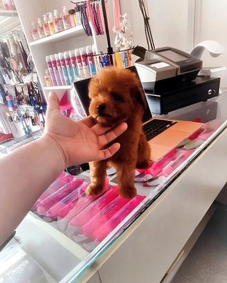 Cuccioli di barboncino e maltipoo