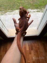 Coppia adulta Drago barbuto