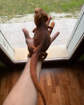 Coppia adulta Drago barbuto
