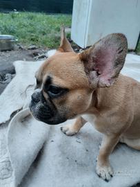 Cucciola di Bulldog Francese